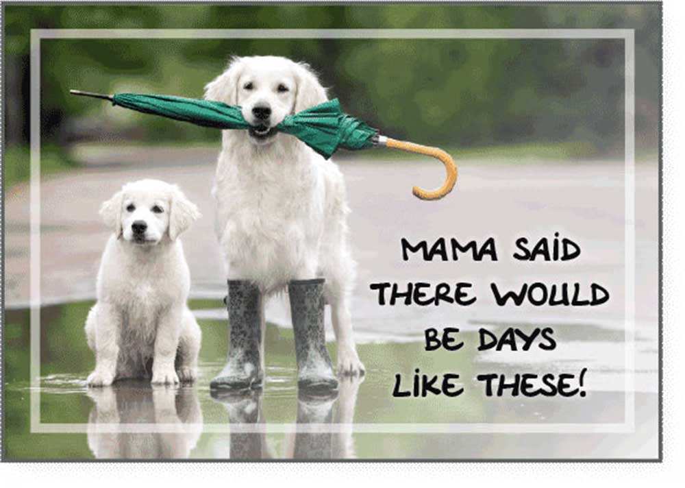 Dog Speak Coping Card - Mama Said There Would…